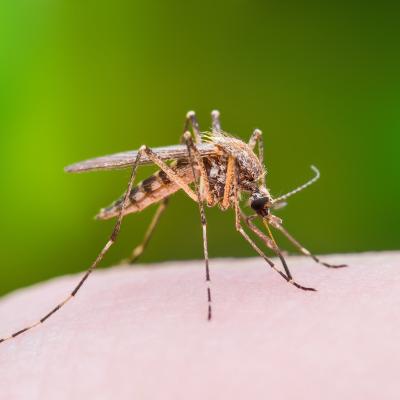 mosquito-on-skin